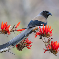 Grey Treepie